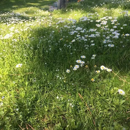 Primula דירה